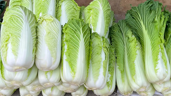 白菜冷庫能儲存多久？白菜冷庫保鮮1-4個月技術(shù)